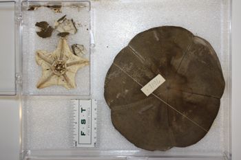 Media type: image;   Invertebrate Zoology ECH-7196 Description: Preserved specimen.;
